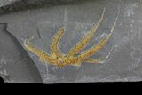 Detailed Ordovician Brittle Star (Ophiura) - Morocco #80250-1